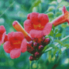 Pink Trumpet Vine Flowers Diamond Painting