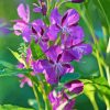 Purple Fireweed Diamond Painting