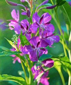 Purple Fireweed Diamond Painting