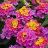 Purple Lantana Flowers Diamond Painting