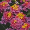 Purple Lantana Flowers Diamond Painting