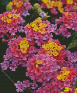 Purple Lantana Flowers Diamond Painting