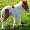 Shetland Pony Diamond Painting