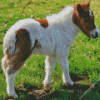 Shetland Pony Diamond Painting