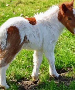 Shetland Pony Diamond Painting