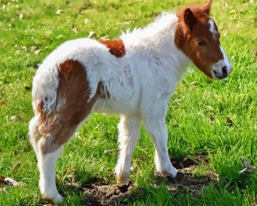 Shetland Pony Diamond Painting