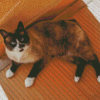 Snowshoe Cat Diamond Painting