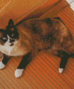 Snowshoe Cat Diamond Painting