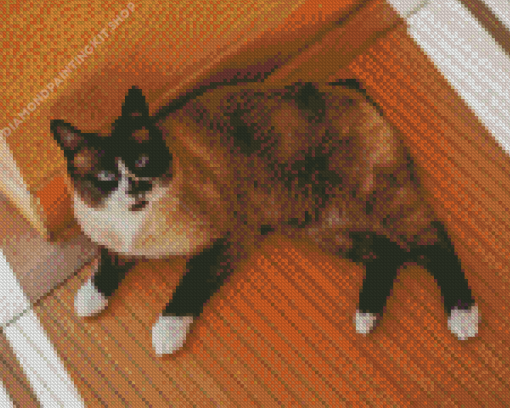 Snowshoe Cat Diamond Painting