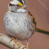 White Throated Sparrow Diamond Painting