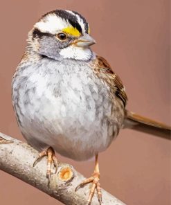 White Throated Sparrow Diamond Painting