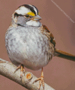 White Throated Sparrow Diamond Painting