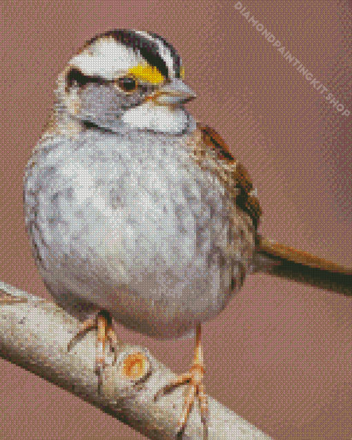 White Throated Sparrow Diamond Painting