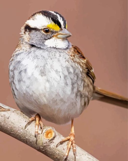 White Throated Sparrow Diamond Painting