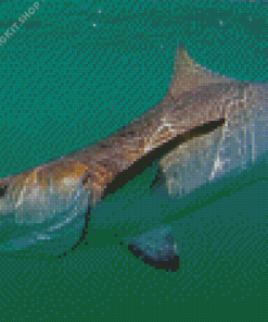 Cobia Fish Diamond Painting