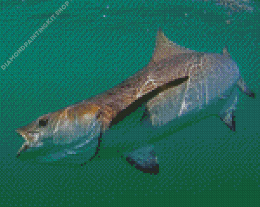 Cobia Fish Diamond Painting