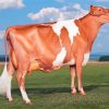 Guernsey Cow Diamond Painting