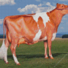 Guernsey Cow Diamond Painting