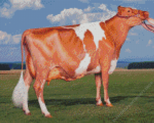 Guernsey Cow Diamond Painting